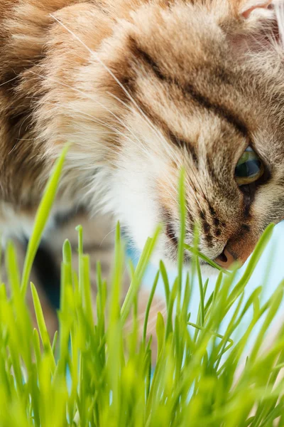 Kucing makan rumput — Stok Foto