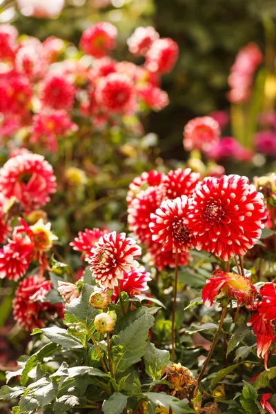 カラフルなダリアの花 — ストック写真