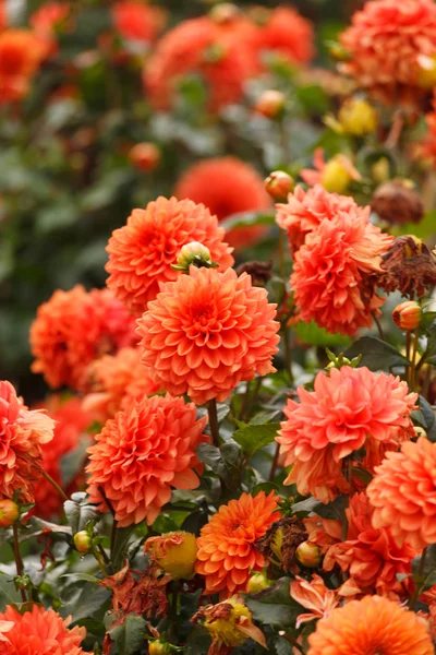 Färgglada dahlia blomma — Stockfoto