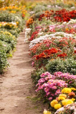 Bahçede kasımpatı çiçekleri