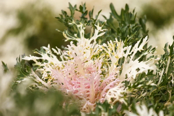 Decorative cabbage — Stock Photo, Image