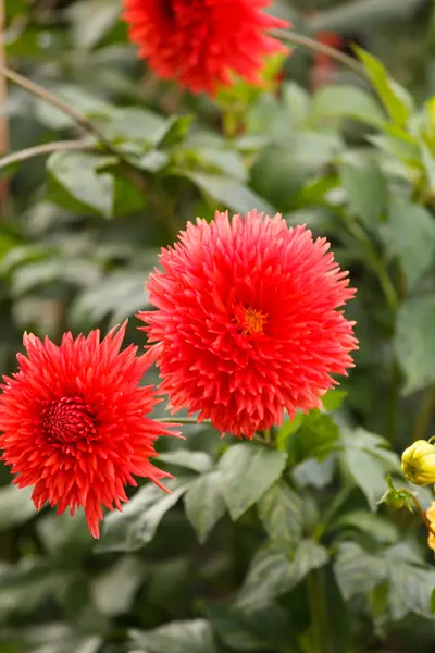 Renkli dahlia çiçeği — Stok fotoğraf