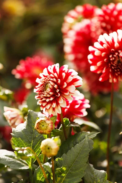 Цветок георгины — стоковое фото