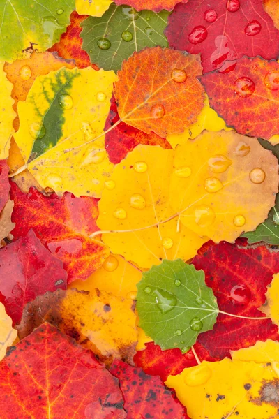 Autumn leaves — Stock Photo, Image