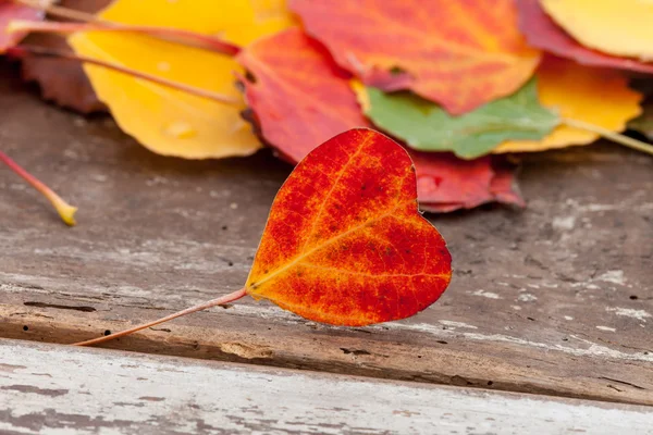 Podzimní listy ve tvaru srdce — Stock fotografie