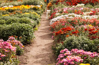 Bahçede kasımpatı çiçekleri
