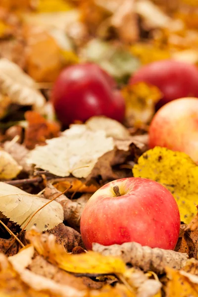 Manzanas de otoño —  Fotos de Stock