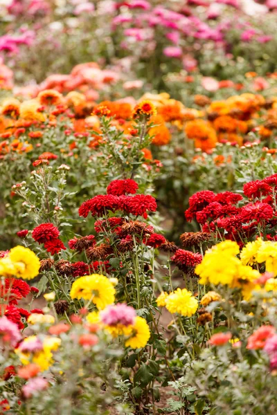 Bahçede kasımpatı çiçekleri — Stok fotoğraf