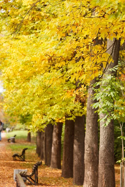 Jardín de otoño — Foto de Stock