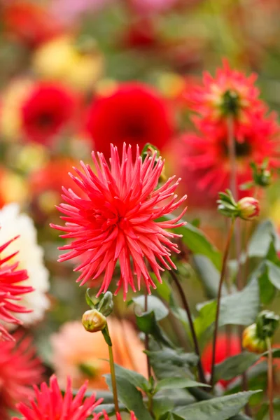 Flor colorida de dalia — Foto de Stock