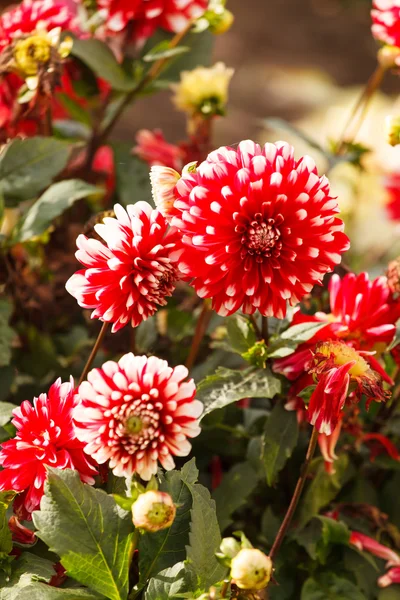 Colorful dahlia flower — Stock Photo, Image