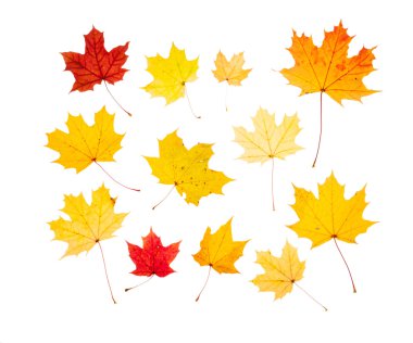 Sonbahar Yaprakları