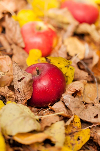 Manzanas de otoño —  Fotos de Stock