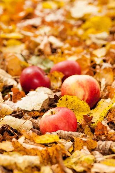 Осенние яблоки — стоковое фото