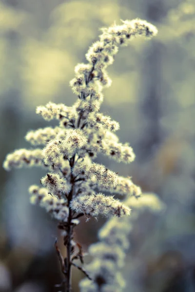 秋の植物 — ストック写真