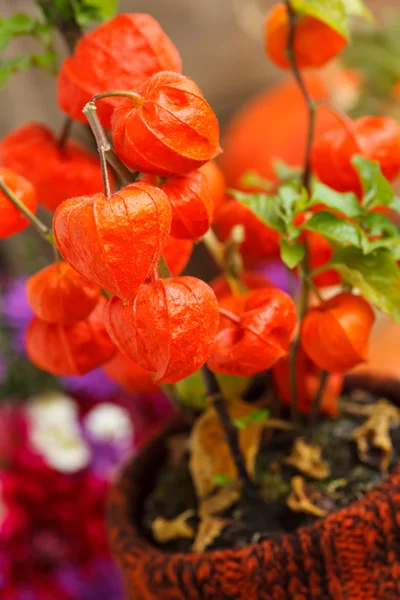 Autumn plants — Stock Photo, Image