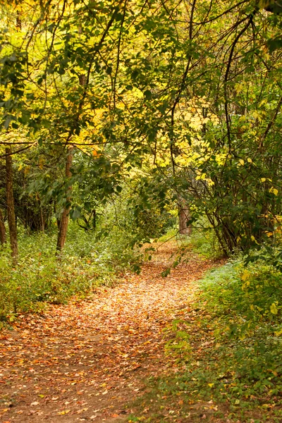 Herfsttuin — Stockfoto