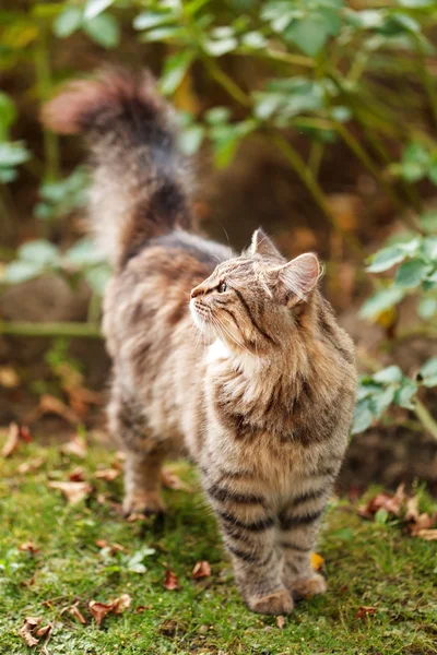 Gatito al aire libre —  Fotos de Stock