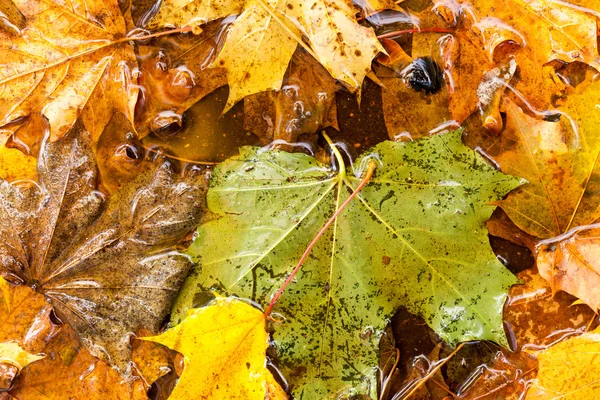 Autumn leaves as background — Stock Photo, Image