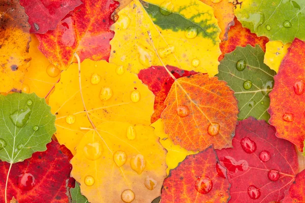 Foglie d'autunno — Foto Stock