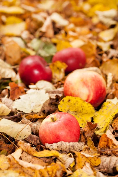 Mele d'autunno — Foto Stock