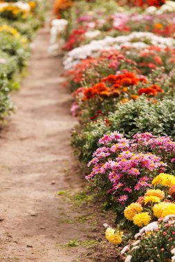 Bahçedeki çiçekler