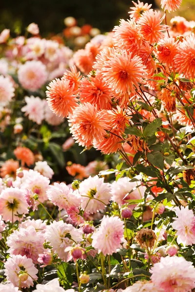 Dahlia bloem — Stockfoto