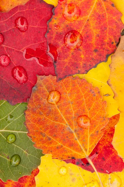 Herbstblätter — Stockfoto