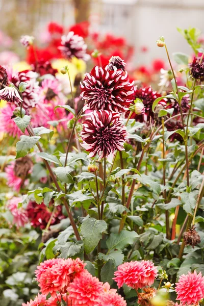 Flor de Dalia — Foto de Stock