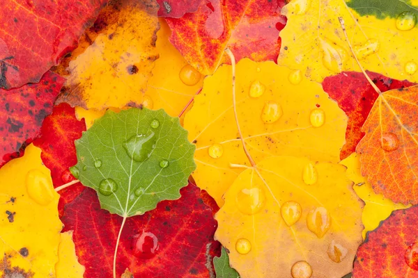 Hojas de otoño — Foto de Stock