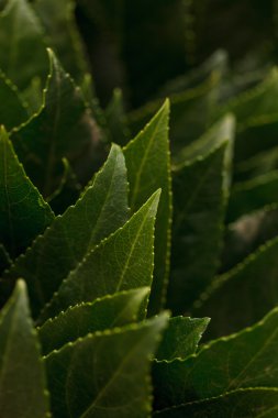 yaprakları arka plan