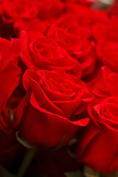 Red roses — Stock Photo, Image