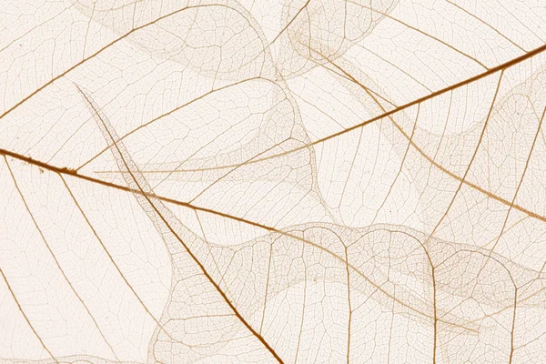 Bladeren textuur — Stockfoto