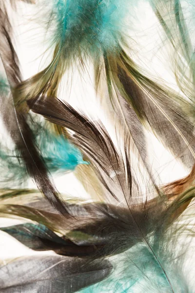 Color feathers — Stock Photo, Image