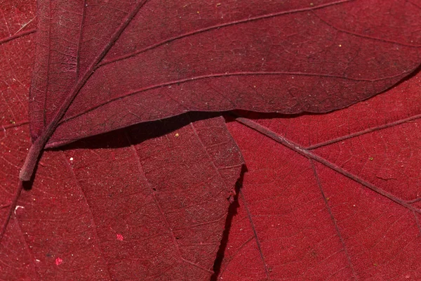 Feuilles texture — Photo