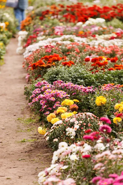 Crisantemo Flores en el jardín — Foto de Stock