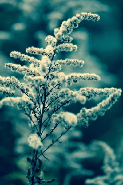 秋の植物 — ストック写真