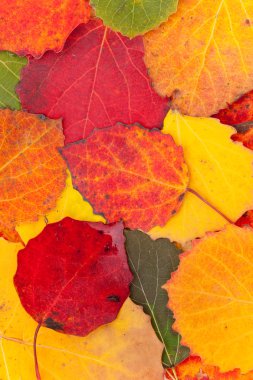 Sonbahar Yaprakları