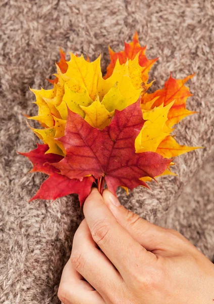 Hojas de otoño — Foto de Stock