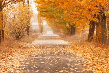 Autumn alley