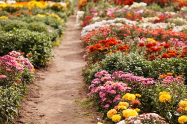 Bahçede kasımpatı çiçekleri