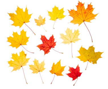 Sonbahar Yaprakları