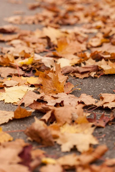 Hojas de otoño — Foto de Stock