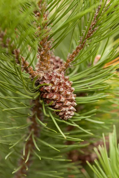 Kiefernzapfen — Stockfoto