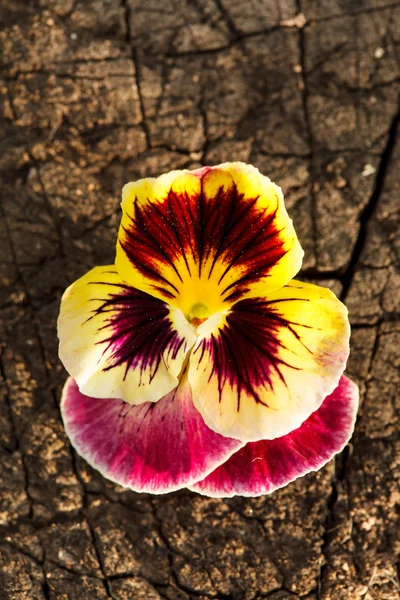 Bunte Stiefmütterchen — Stockfoto