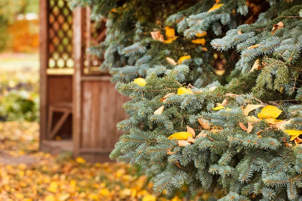 Autumn garden — Stock Photo, Image