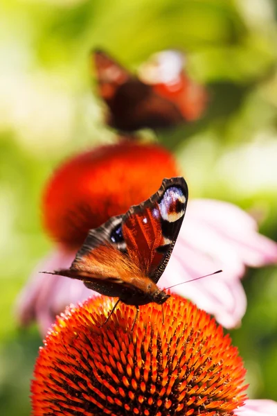 Summer garden — Stock Photo, Image