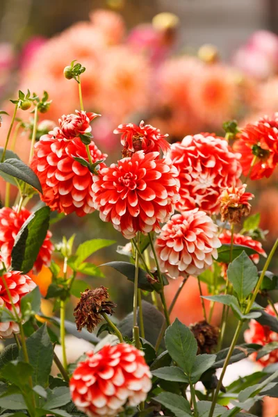 रंगीन dahlia फूल — स्टॉक फ़ोटो, इमेज