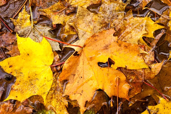 Hojas de otoño — Foto de Stock