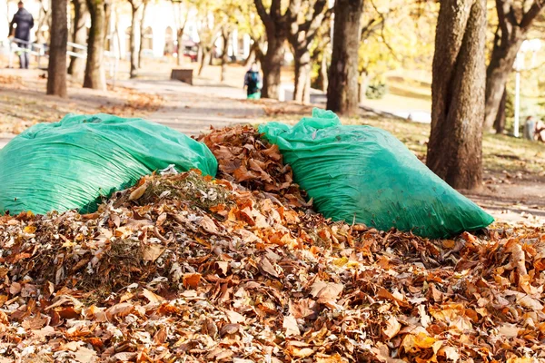 Мешки с листьями дуба осенью — стоковое фото